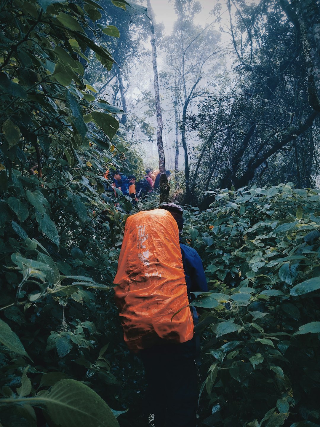 Hikers with backpacks walk along an overgrown forest trail.
